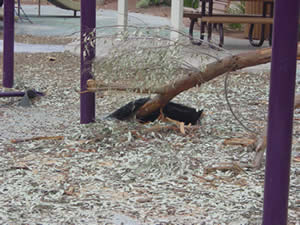 playground damage from fallen tree branch playground damage from fallen tree branch