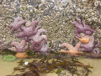 starfish starfish
