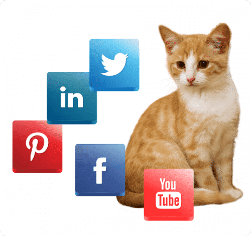 social media cat